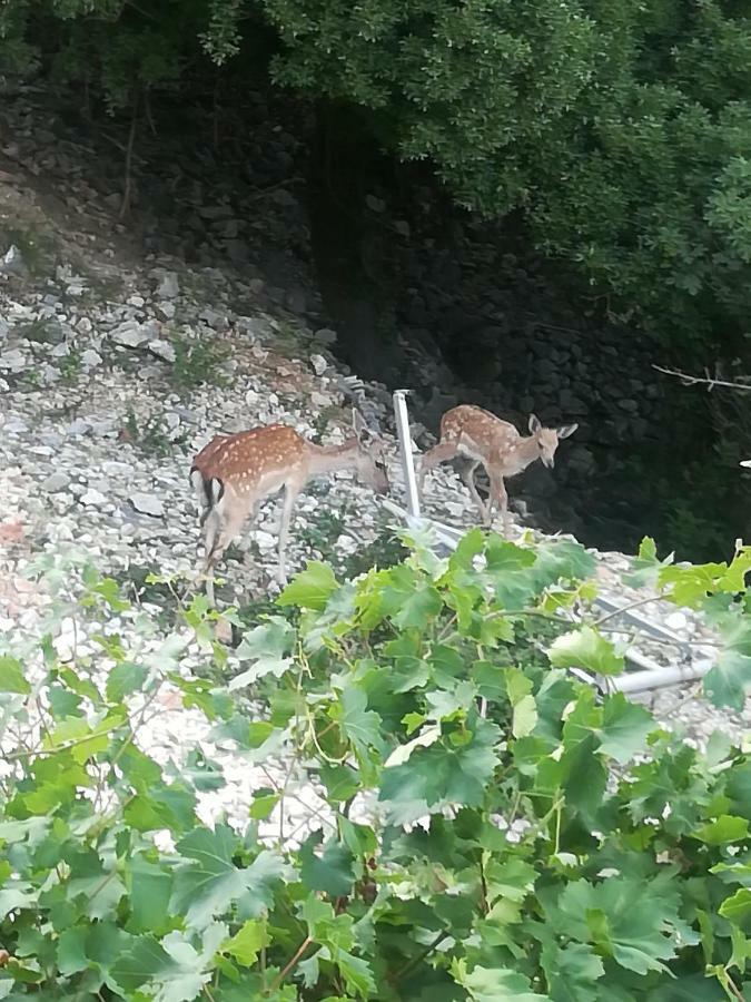 Legac * Starigrad (Kvarner)