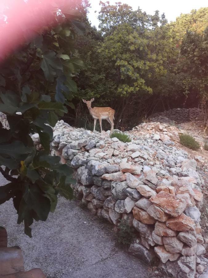 Apartment Legac Starigrad (Kvarner)